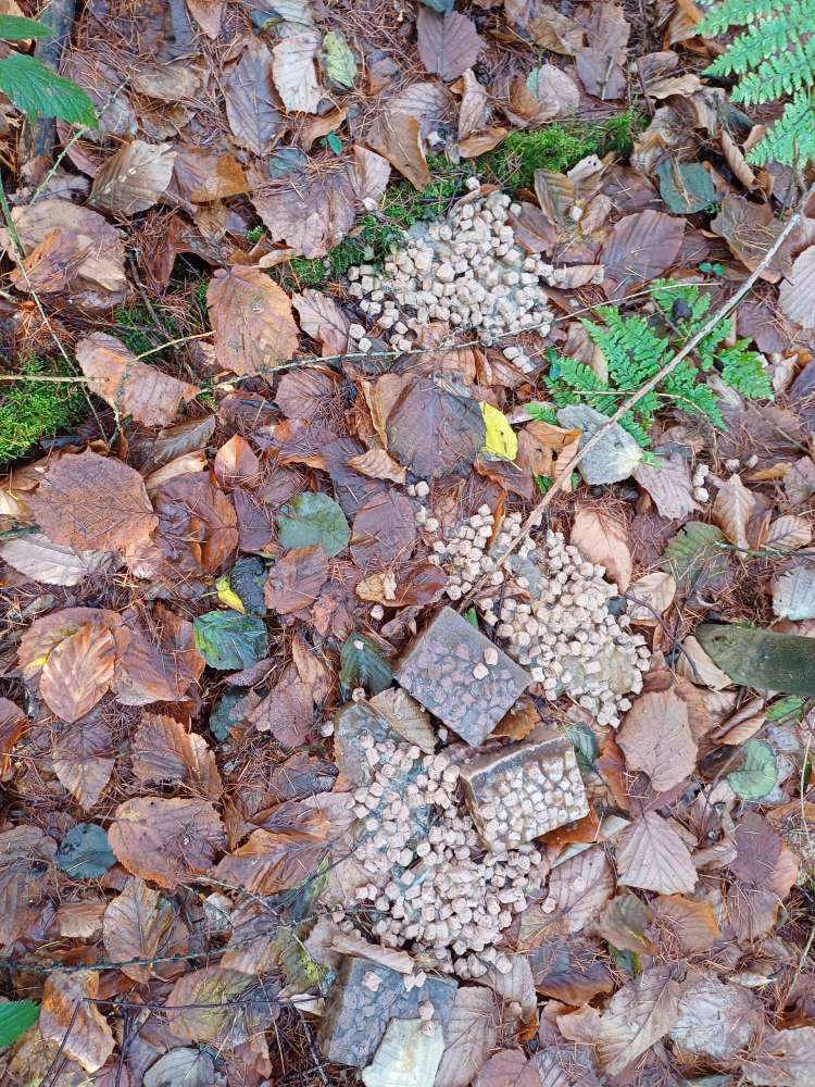 Giftköder-Giftköder-Profilbild