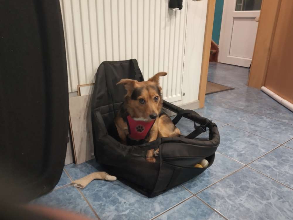 Hundetreffen-Gassi-Runde-Profilbild