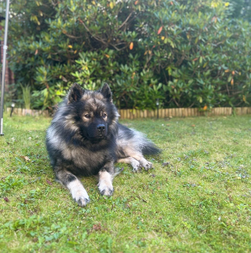 Hundetreffen-Social Walk/ Training im Wohldorfer Wald-Profilbild