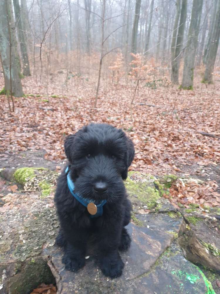 Hundetreffen-Der frühe Vogel 🐦-Profilbild