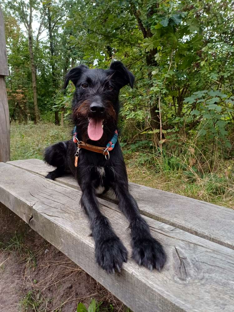 Hundetreffen-Kumpel für meinen eher unsicheren Mischung gesucht-Profilbild