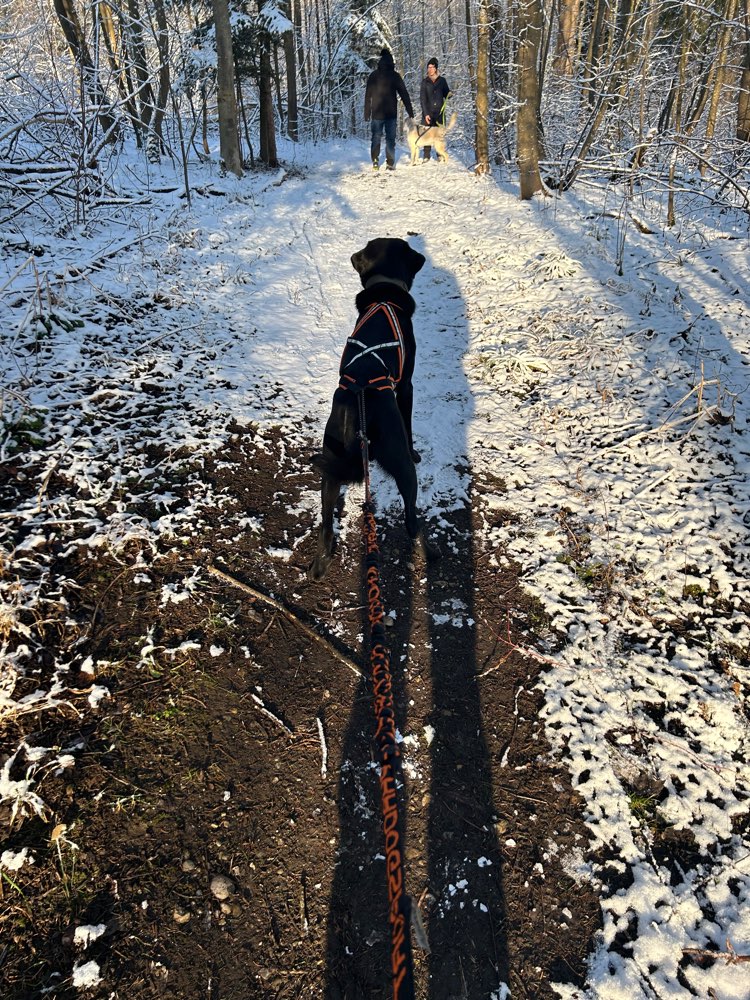 Hundetreffen-Canicross Training/ kleine Laufrunden-Profilbild