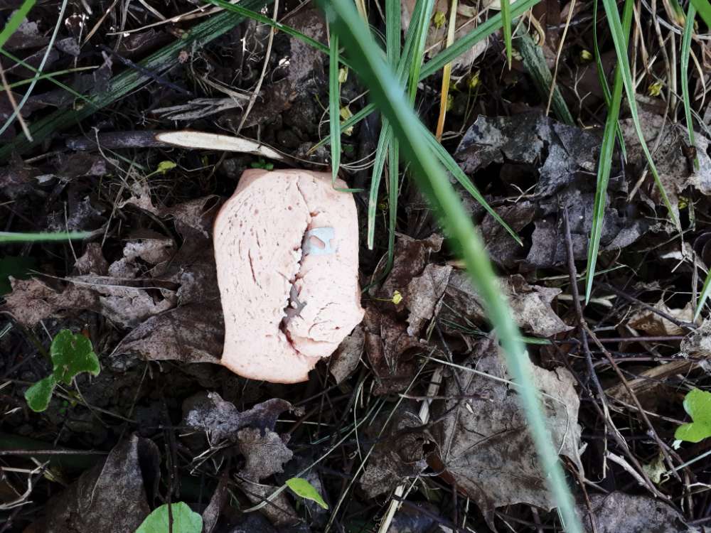 Giftköder-Wurst mit Klingen-Profilbild