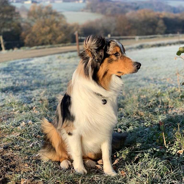 Hundetreffen-Junghundetreff-Profilbild
