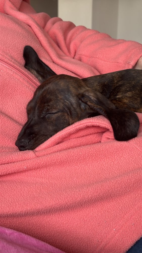 Hundetreffen-Welpentreffen in Korschenbroich kleine Hunde-Profilbild