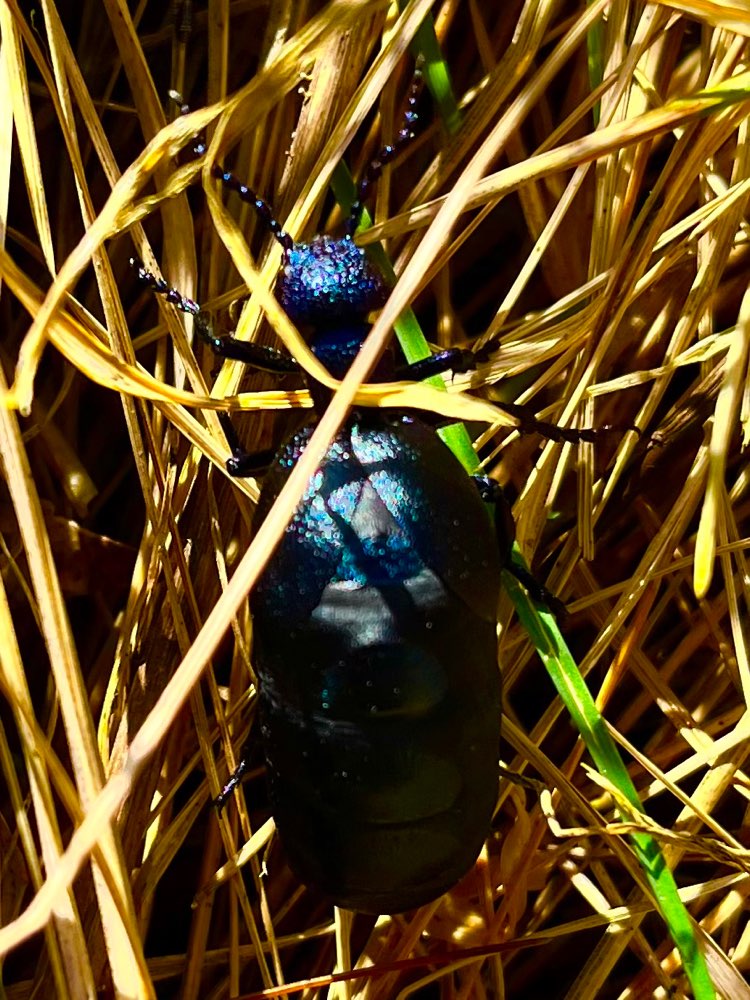 Giftköder-Giftiger Ölkäfer-Profilbild