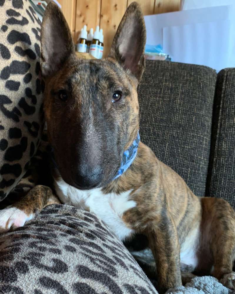 Hundetreffen-Lemmy sucht Kumpels zum toben-Profilbild