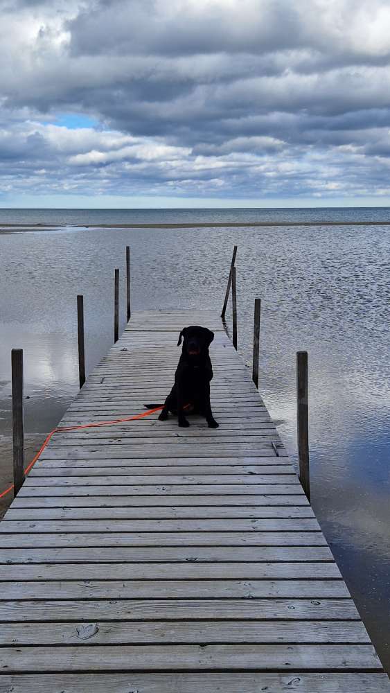 Hundetreffen-Gemeinsam Spaziern gehen-Profilbild