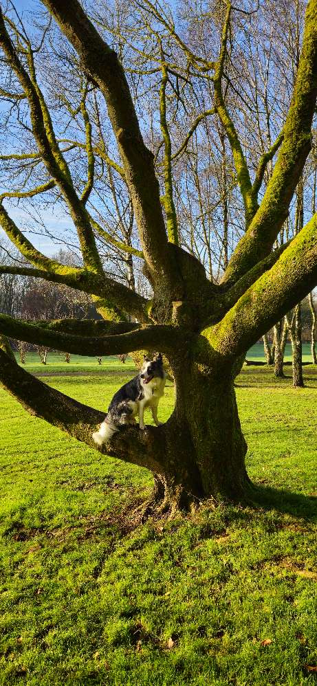 Hundetreffen-Dobby-Profilbild