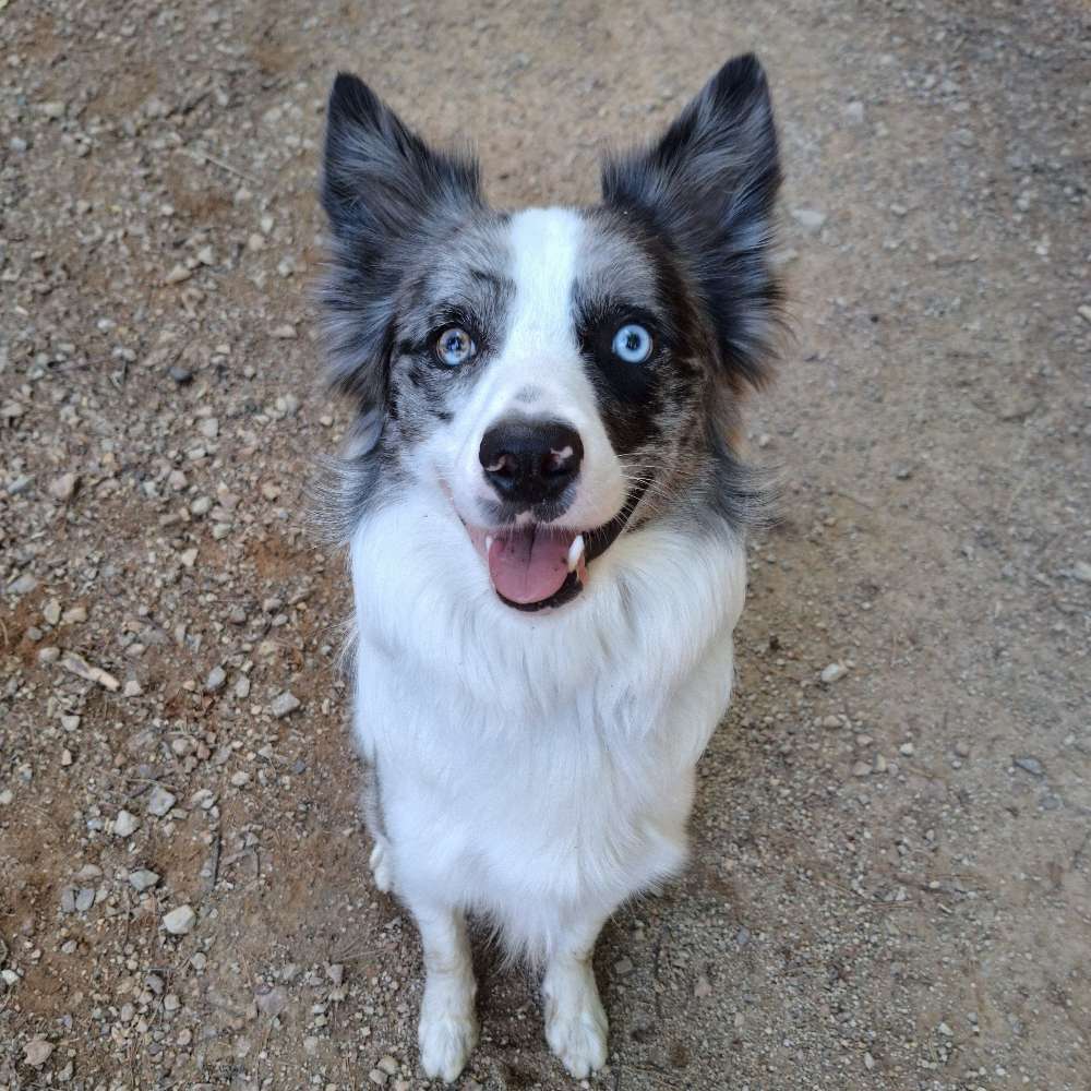 Hundetreffen-Dobby-Profilbild