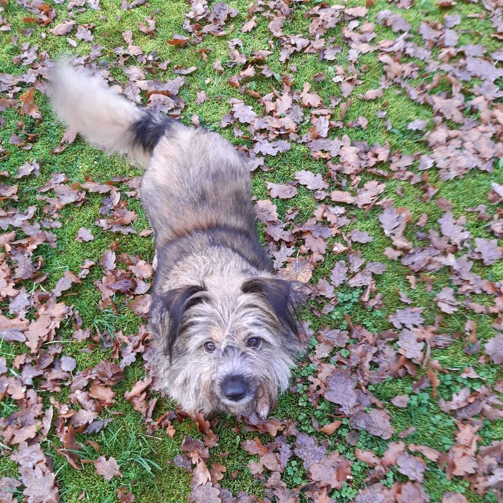 Hundetreffen-Hunde treffen-Profilbild