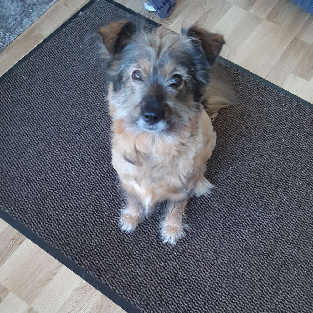 Hundetreffen-Soziale Kontakte gesucht-Profilbild