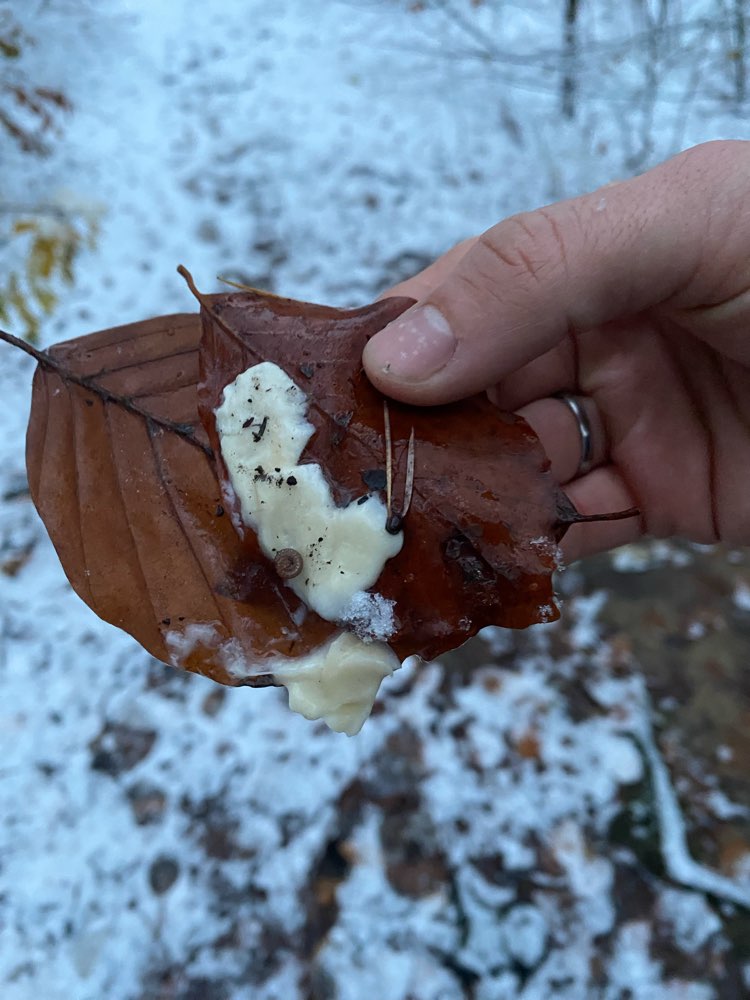 Giftköder-Möglicher Giftköder-Profilbild