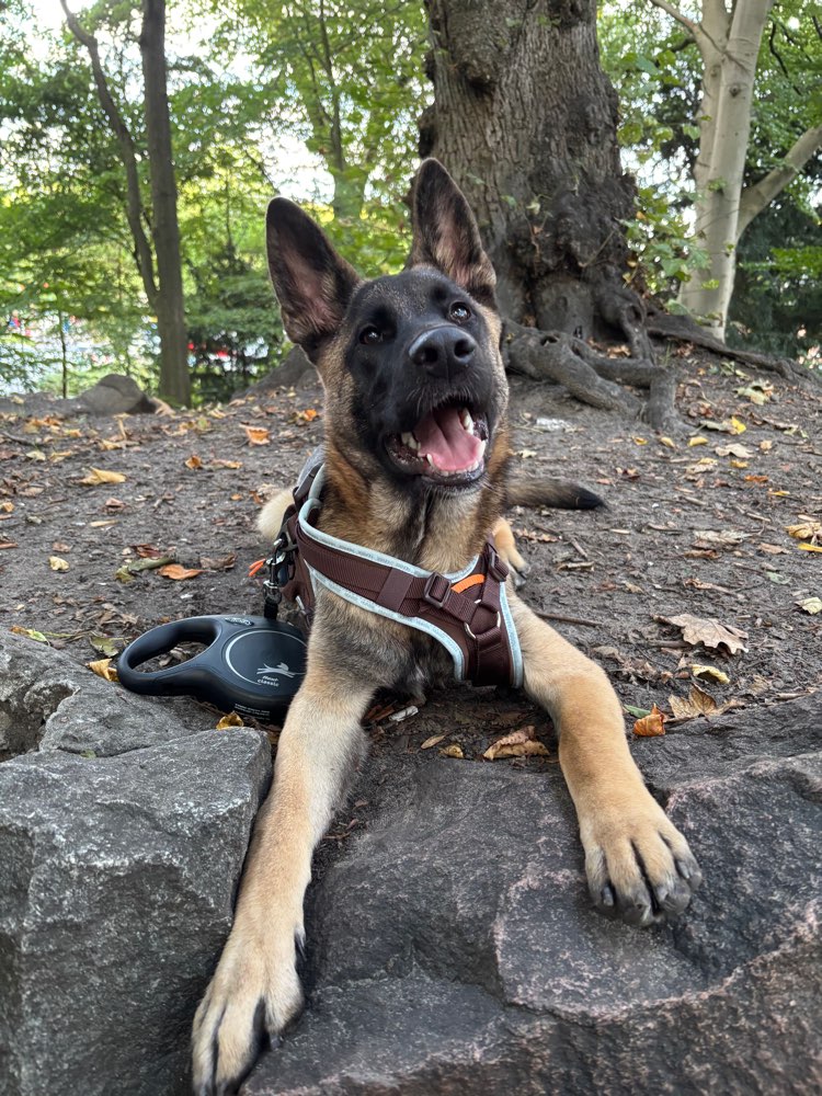 Hundetreffen-Social Walk 🐾-Profilbild