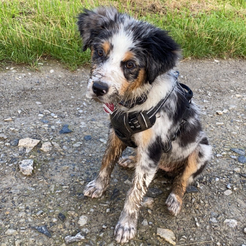 Hundetreffen-Welpen-/Junghundetreffen-Profilbild