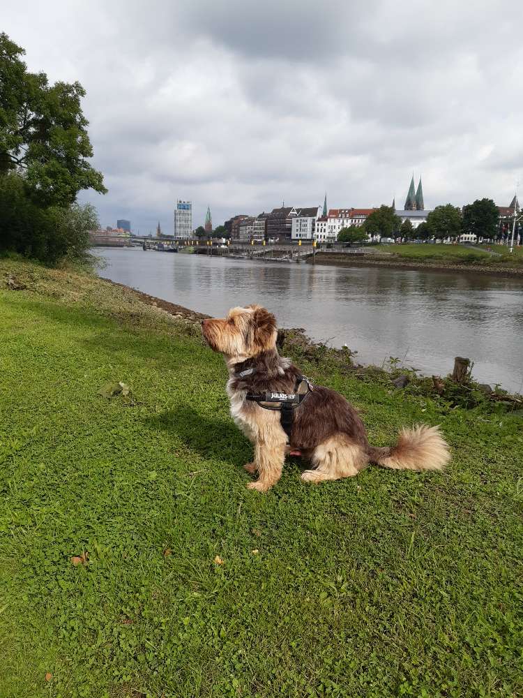 Hundetreffen-Wer spielt mit mir ?-Profilbild