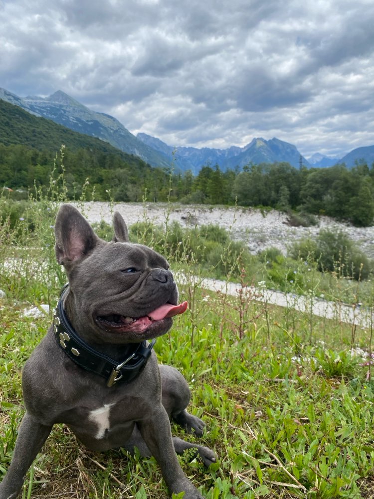 Hundetreffen-Frankfurt-Profilbild