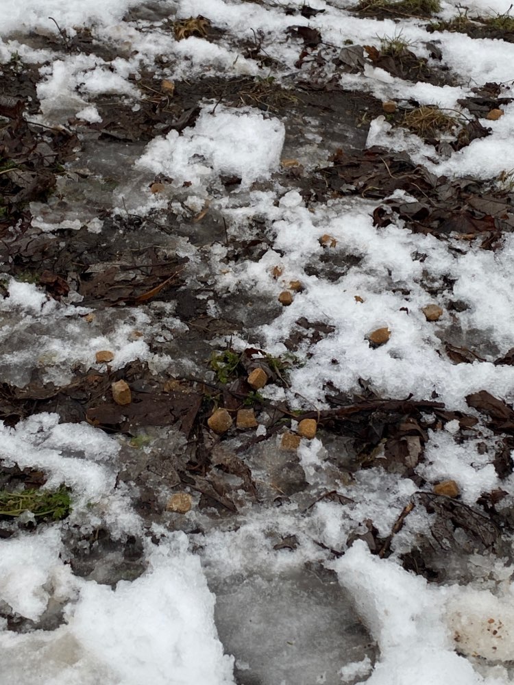 Giftköder-Im Schnee Leckerlies oder Giftköder?-Profilbild