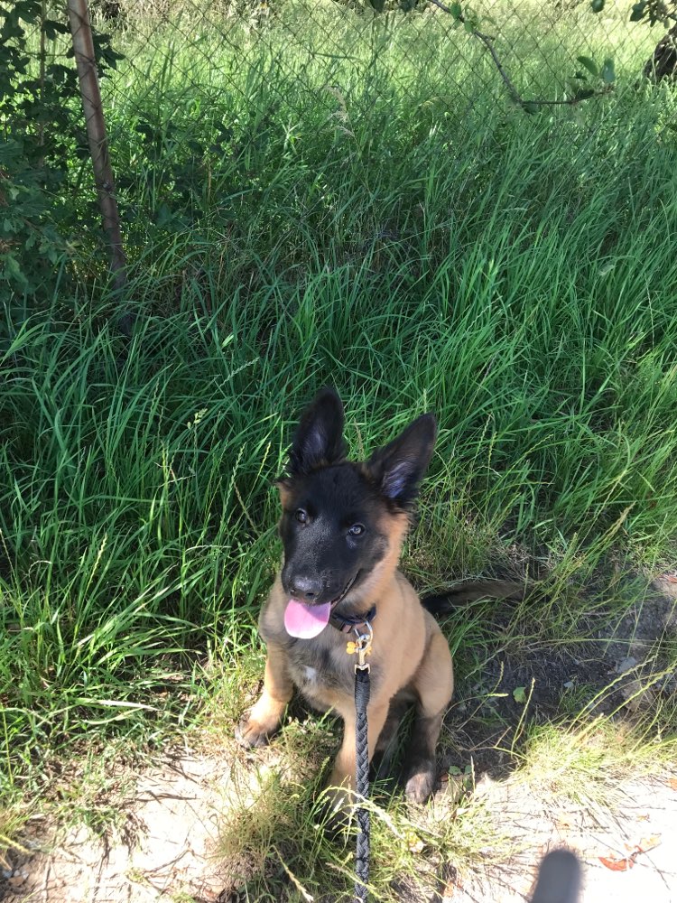 Hundetreffen-Suche Welpenfreunde-Profilbild