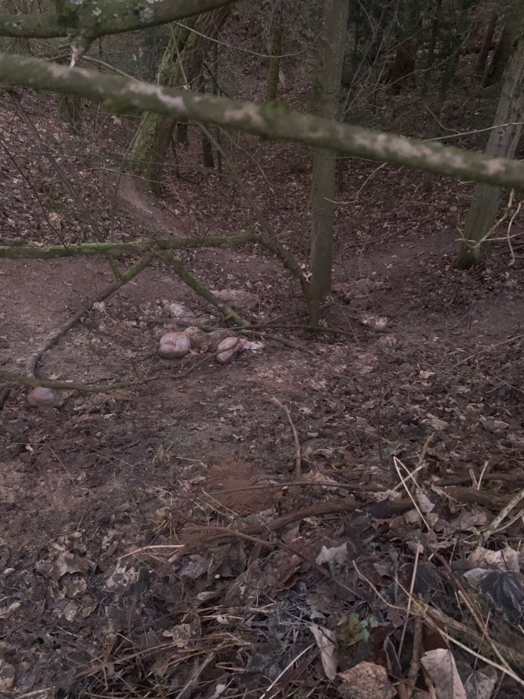 Giftköder-3 Schafkadaver am Waldrand-Profilbild