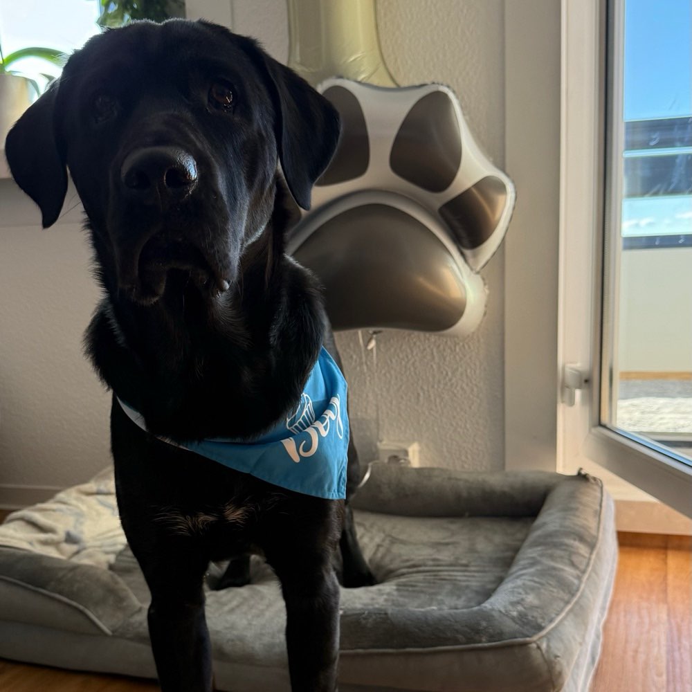 Hundetreffen-Pubertier sucht Freunde und Trainingspartner-Profilbild