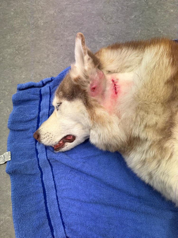 Giftköder-Warnung & Zeugenaufruf!-Profilbild