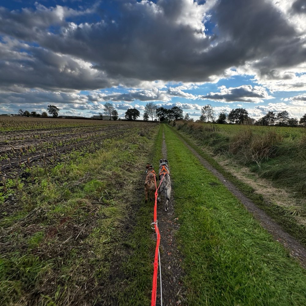 Hundetreffen-Bikejöring/Dogscooting Trainingspartner gesucht-Profilbild