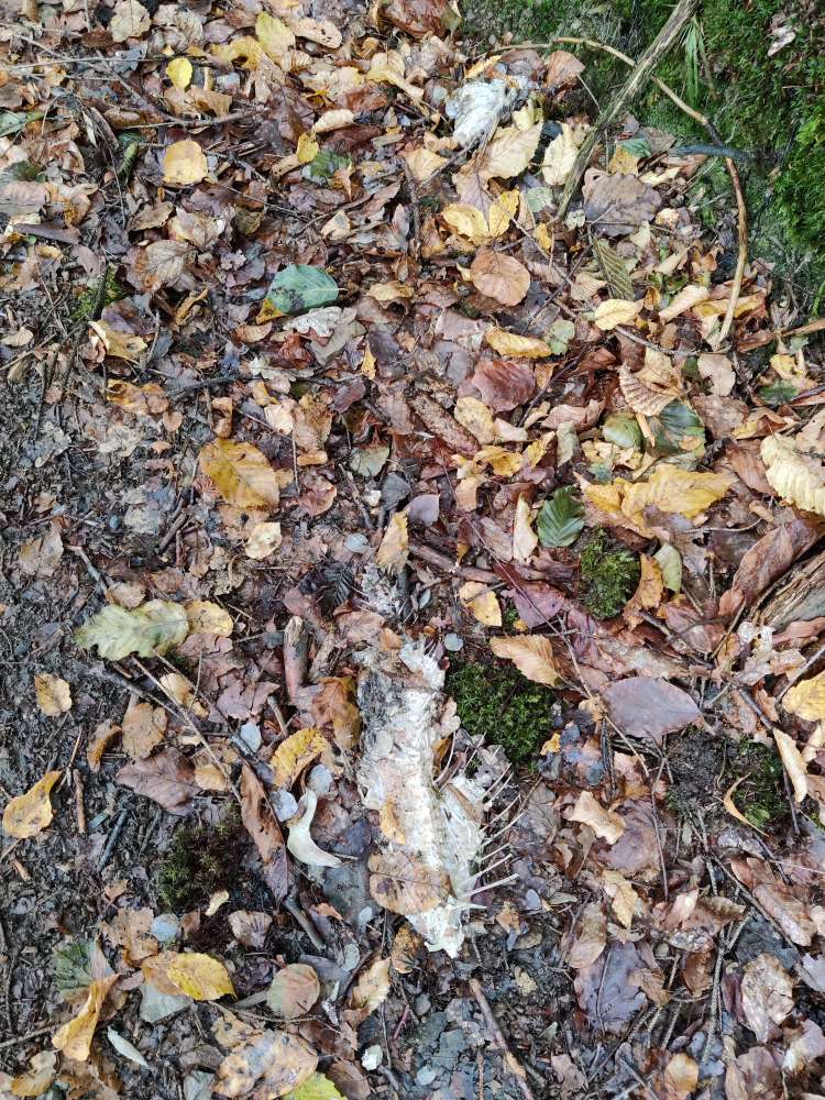 Giftköder-Fischreste auf dem Wanderweg-Profilbild