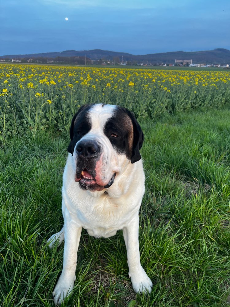 Hundetreffen-Spiel treffen-Profilbild