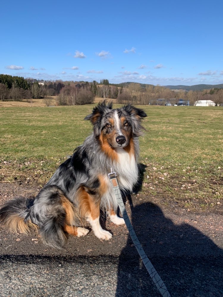 Hundetreffen-Social Walk-Profilbild