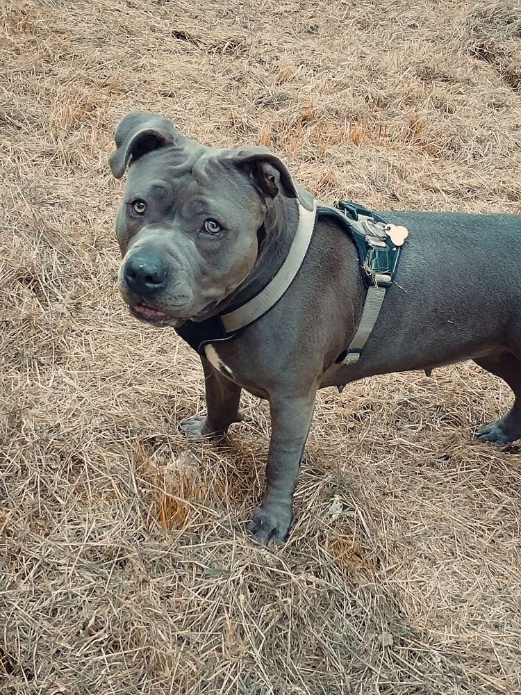 Hundetreffen-Spiel und Spaß Runde-Profilbild