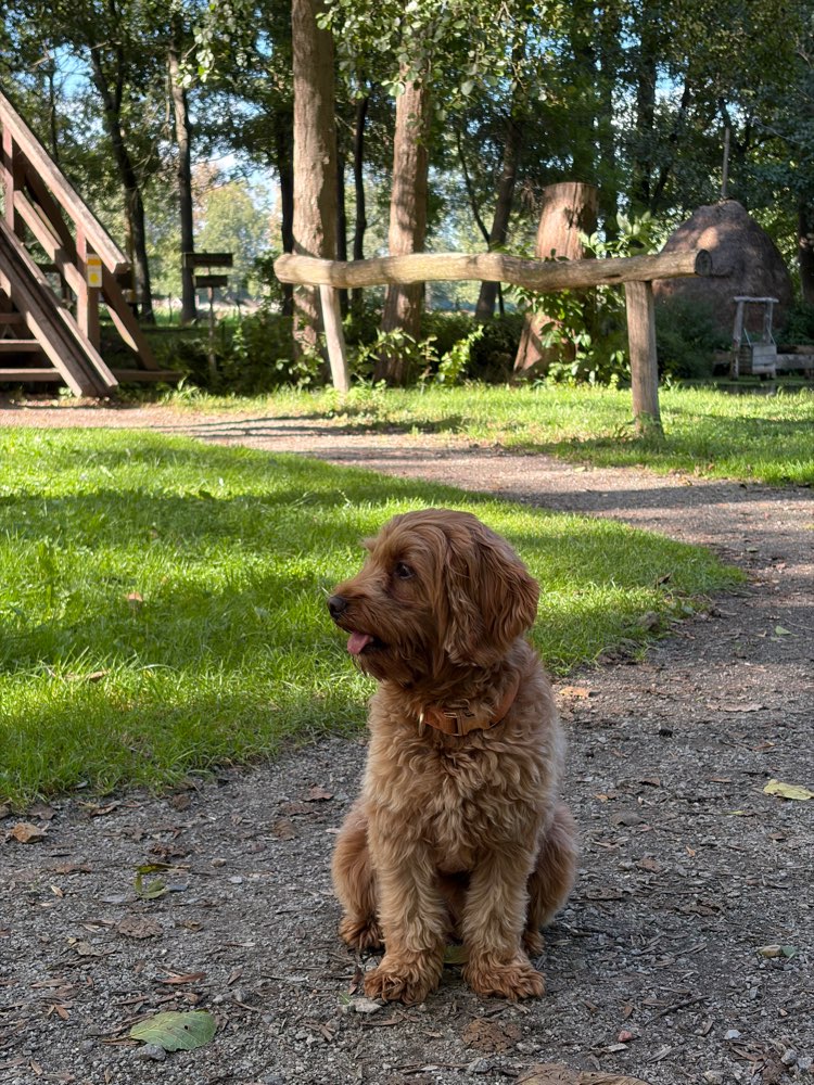 Hundetreffen-Social Walk-Profilbild