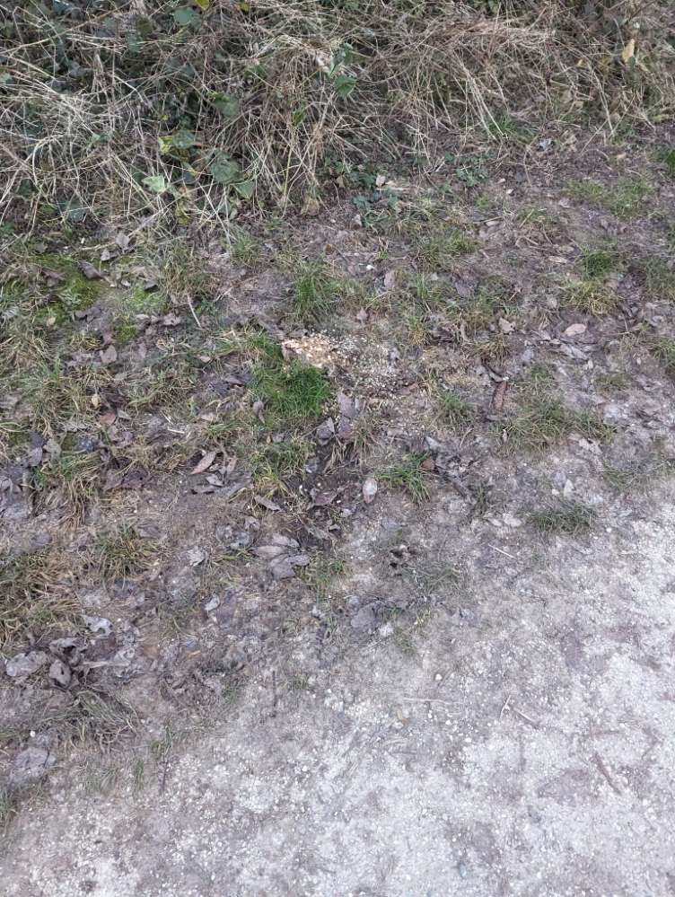 Giftköder-Eventuell Giftköder-Profilbild