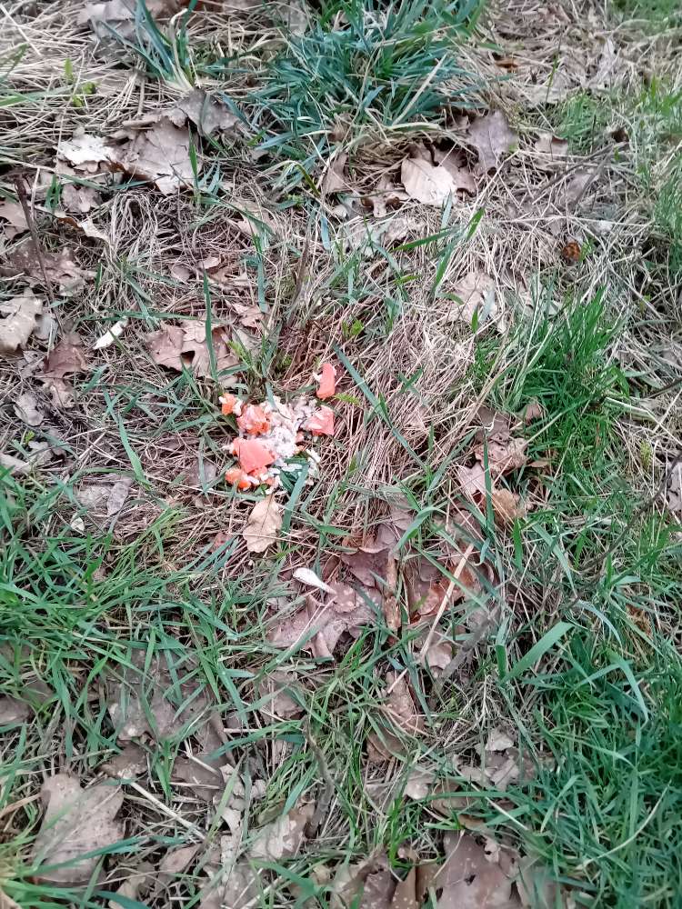 Giftköder-Eventuell Giftköder-Profilbild