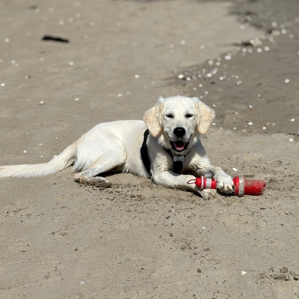 Hundetreffen-Junghundetreffen-Profilbild