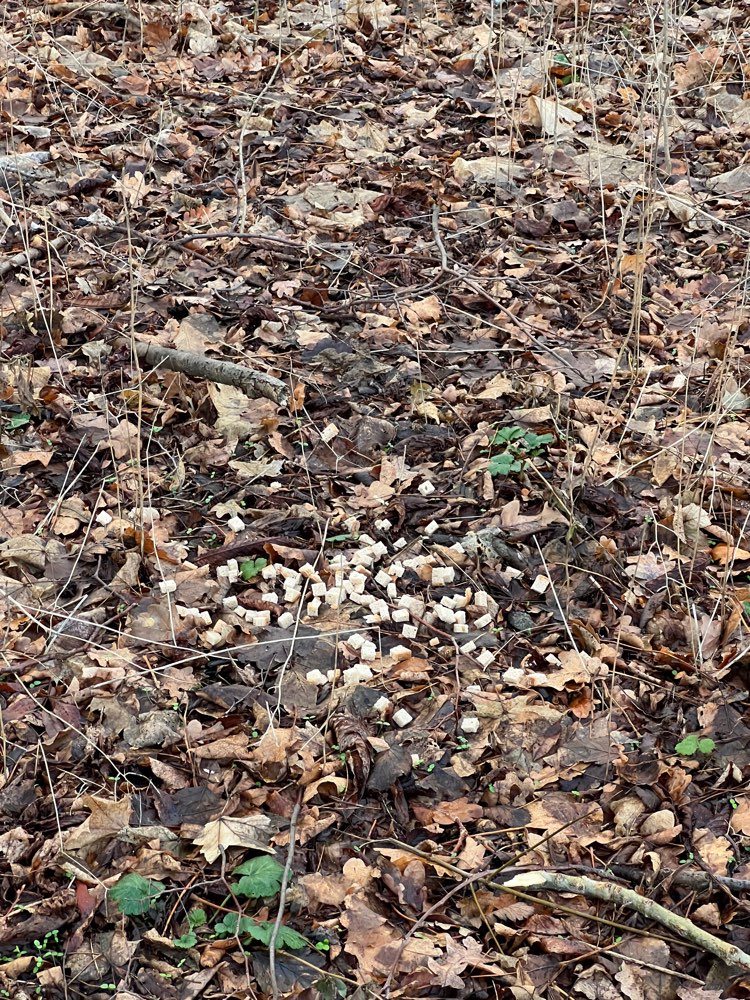 Giftköder-Vermutliche Giftköder-Profilbild