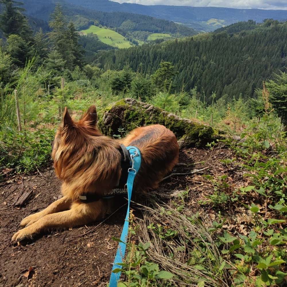 Hundetreffen-Verbesserung des sozialverhsltens-Profilbild