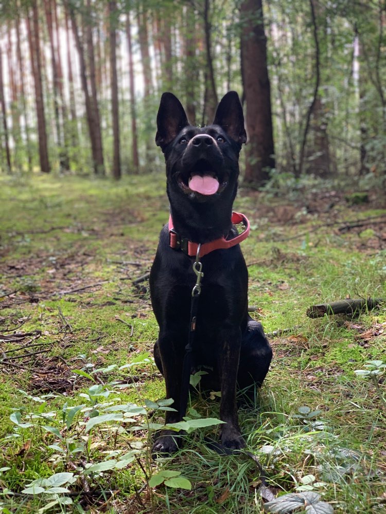 Hundetreffen-Gassirunden/ trainieren/ spielen-Profilbild