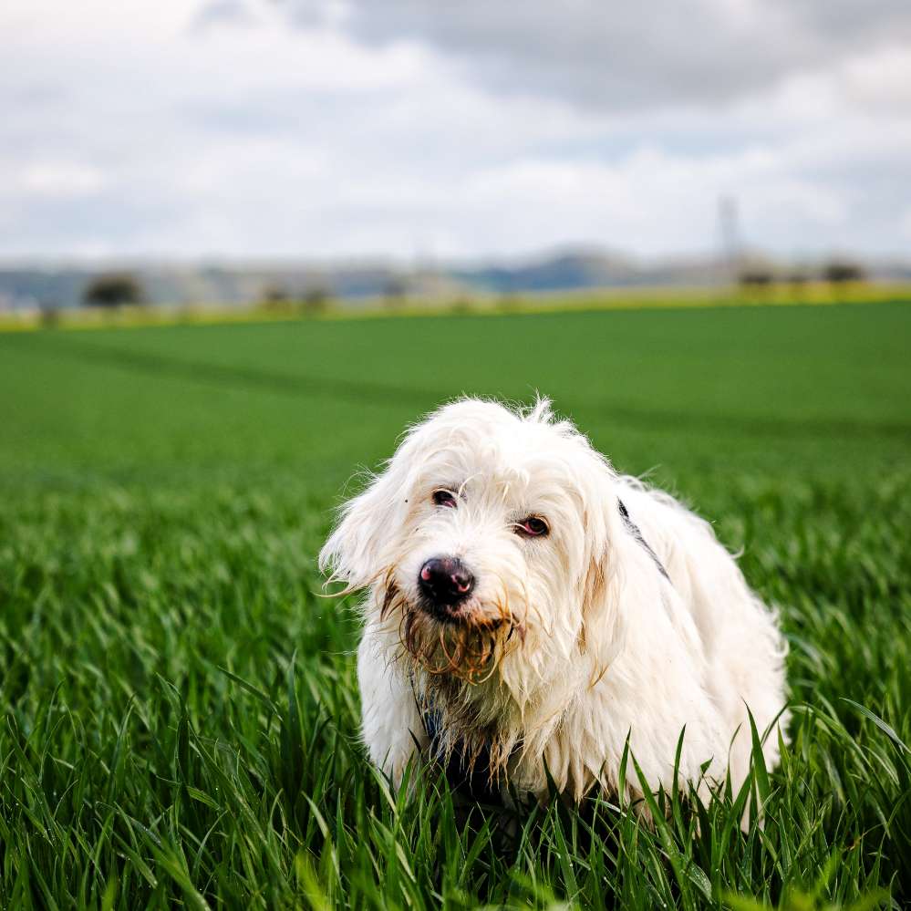 Hundetreffen-Hat noch Jemand einen Tierschutzhund aus Rumänien in Wernigerode-Profilbild