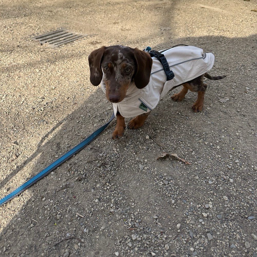 Hundetreffen-Gassirunde und. Spielrunden Freund gesucht-Profilbild