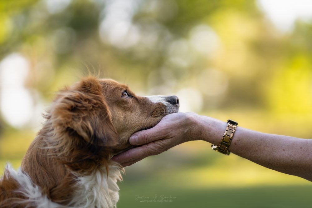 Hundetreffen-Shooting-Profilbild