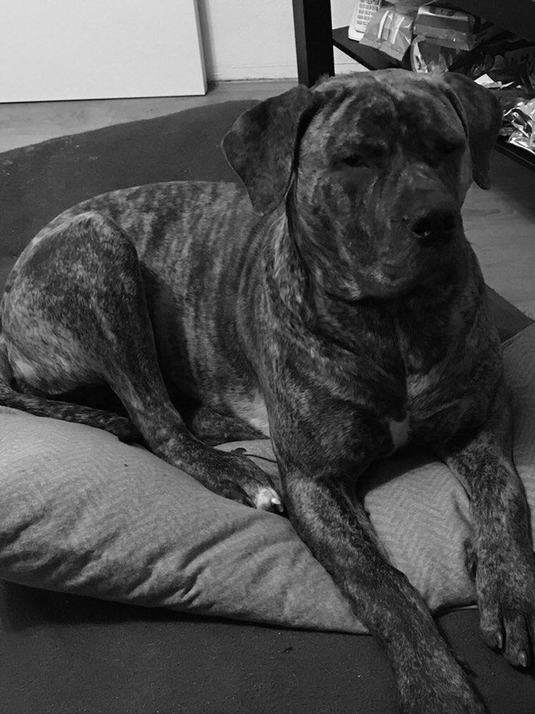 Hundetreffen-Gassirunde für Große Hunde-Profilbild