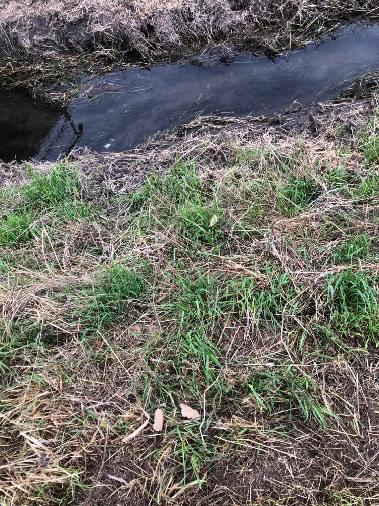 Giftköder-Ausgelegte Brotscheiben-Profilbild