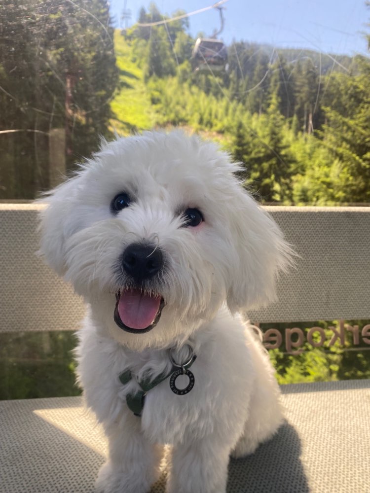 Hundetreffen-Junghundtreffen-Profilbild