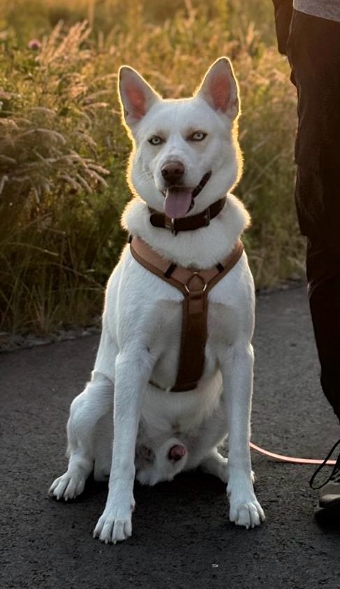 Hundetreffen-Bitches gesucht möglichst läufig-Profilbild