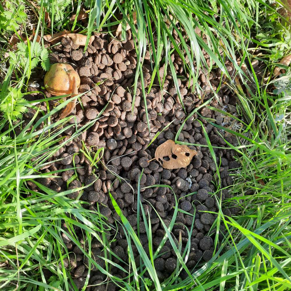 Giftköder-Eventuell Gefahr-Profilbild