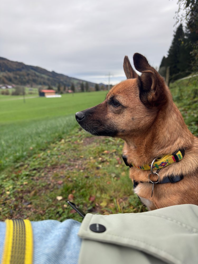 Hundetreffen-Hundefreunde für Lotte-Profilbild