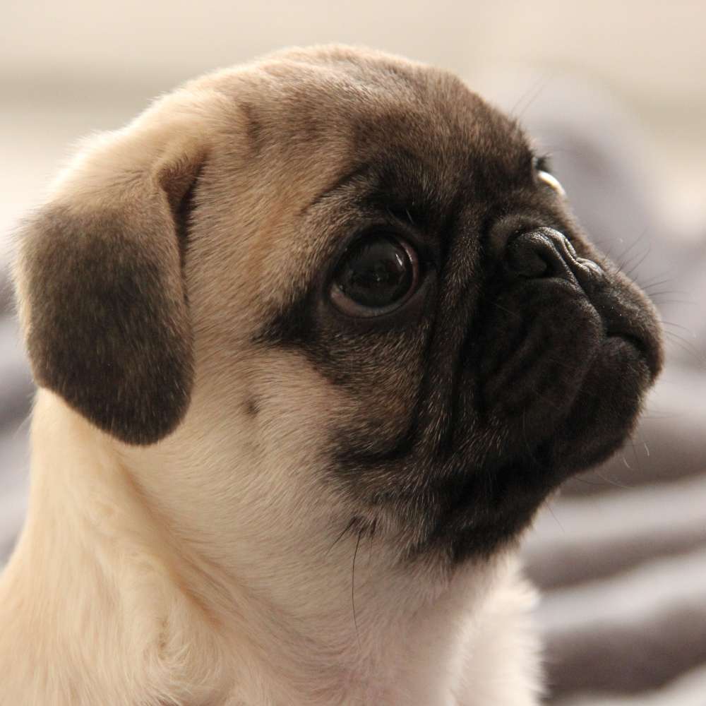 Hundetreffen-Welpentreffen in Wiebelskirchen-Profilbild