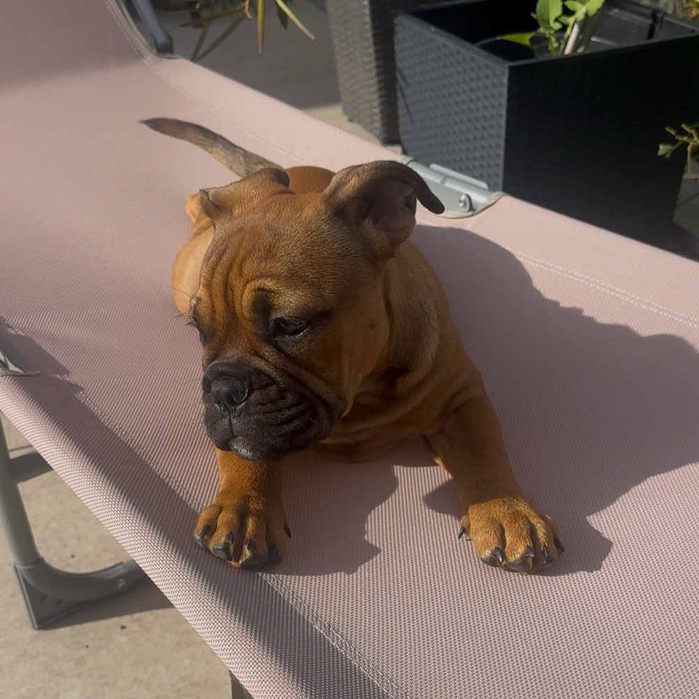 Hundetreffen-Welpen-/ Junghundetreffen oder Spazieren gehen-Profilbild