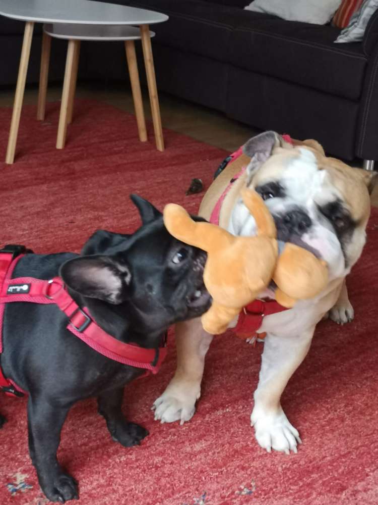 Hundetreffen-Neue Hundefreundschaften-Profilbild